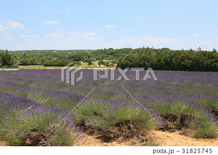 南仏プロヴァンス地方のラベンダー畑 31825745