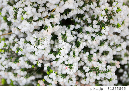 クリスマスエリカ 31825846