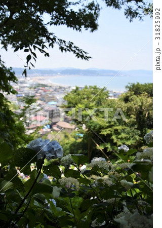 アジサイと由比ヶ浜 31825992