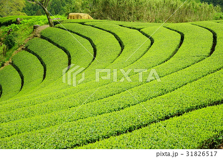 宇治茶の茶園 宇治茶の茶園 31826517