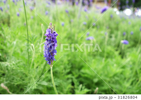 Lavender flowers in nature Lavender flowers in nature 31826804