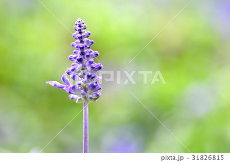 Blooming blue bugleweeds Ajuga Blooming blue bugleweeds Ajuga 31826815