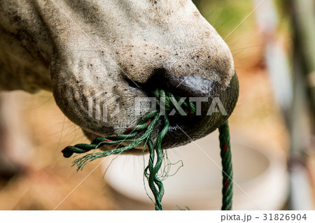closeup of cow mouth chewing,nose to control cow. closeup of cow mouth chewing,nose to control cow. 31826904