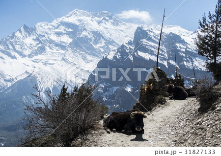 ヤクとヒマラヤ 31827133