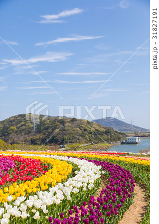 チューリップ　フラワー祭り　[サンテパルク田原] 31827191