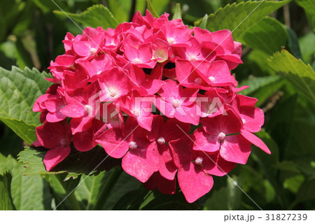 三室戸寺の紫陽花 31827239