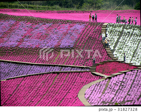 芝桜 芝桜 31827328