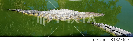 A closeup photo of a crocodile A closeup photo of a crocodile 31827618