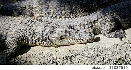 A closeup photo of a crocodile A closeup photo of a crocodile 31827619