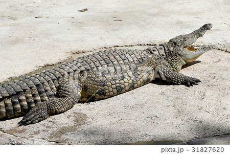 A closeup photo of a crocodile A closeup photo of a crocodile 31827620