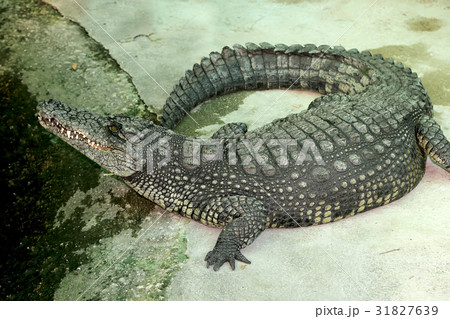 A closeup photo of a crocodile A closeup photo of a crocodile 31827639