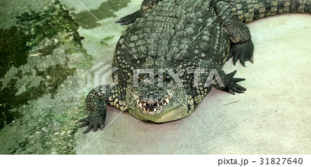 A closeup photo of a crocodile A closeup photo of a crocodile 31827640