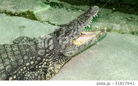 A closeup photo of a crocodile A closeup photo of a crocodile 31827641