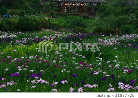 花しょうぶ アジサイ見頃 休憩所とともに 滝谷花菖蒲園 奈良県宇陀市室生の写真素材