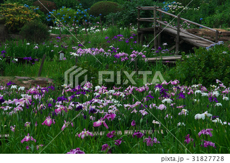 花しょうぶ アジサイ見頃 滝谷花菖蒲園 奈良県宇陀市室生の写真素材