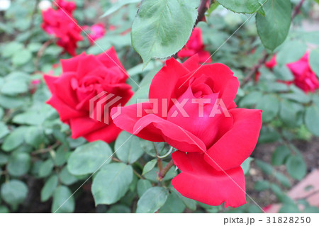 クリスチャンディオール 31828250