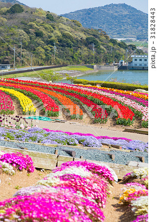 チューリップ　フラワー祭り　[サンテパルク田原] 31828443