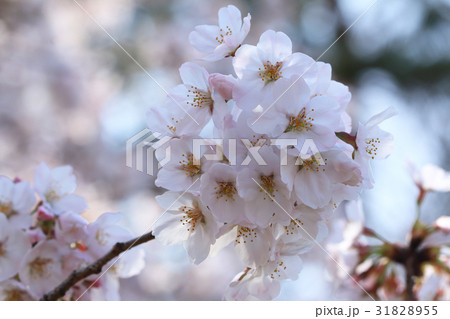 枝先の桜の開花　小金井公園 31828955
