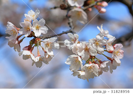 枝先の桜の開花 小金井公園 枝先の桜の開花 小金井公園 31828956