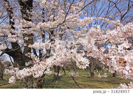 満開の桜 小金井公園の写真素材 3157