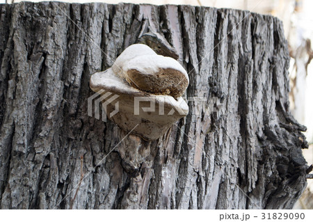 The fungus parasite on a tree 31829090