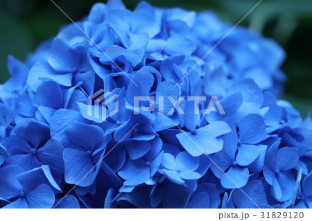 本光寺紫陽花まつり 31829120