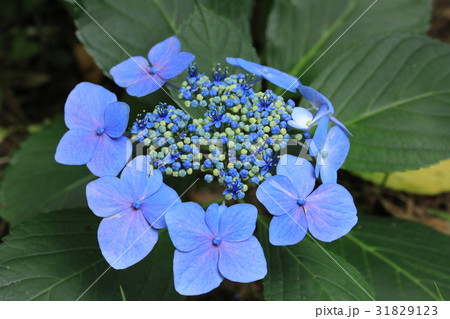 本光寺紫陽花まつり 31829123