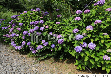 本光寺紫陽花まつり 本光寺紫陽花まつり 31829131