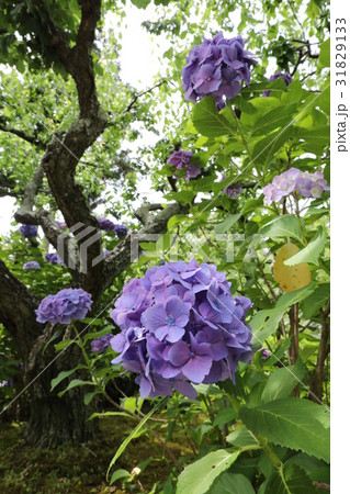本光寺紫陽花まつり 31829133