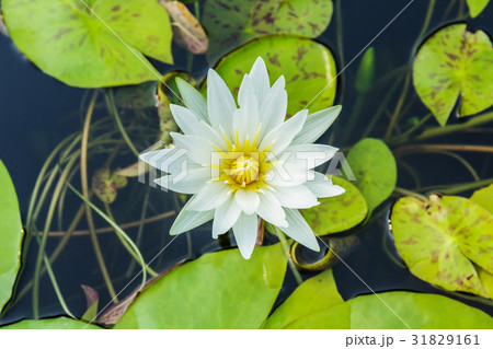 Beautiful white lotus 31829161