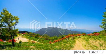 一目百万本のツツジ咲く、大和葛城山の山頂風景（奈良県御所市～大阪府南河内郡千早赤阪村）959.2m 31829392
