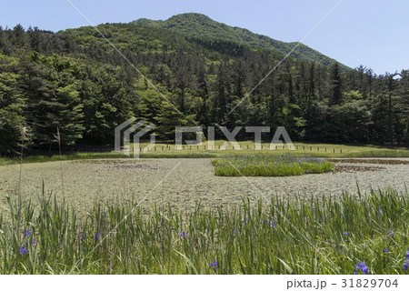 姫逃池(三瓶山) 姫逃池(三瓶山) 31829704