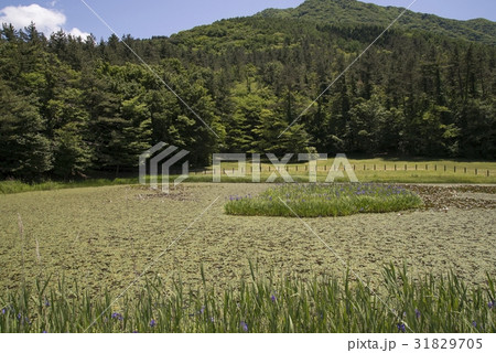 姫逃池(三瓶山) 姫逃池(三瓶山) 31829705