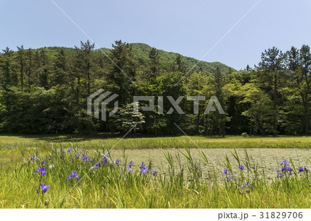 姫逃池(三瓶山) 姫逃池(三瓶山) 31829706