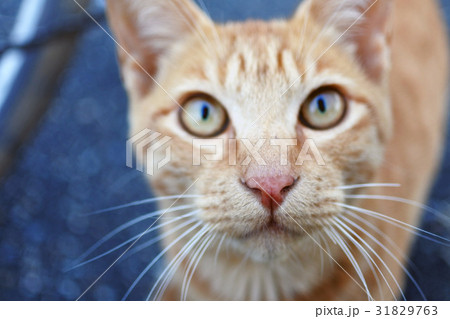 猫 31829763