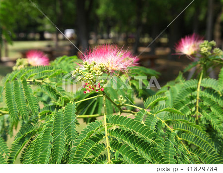 大阪市立長居植物園 ネムノキ 大阪市立長居植物園 ネムノキ 31829784