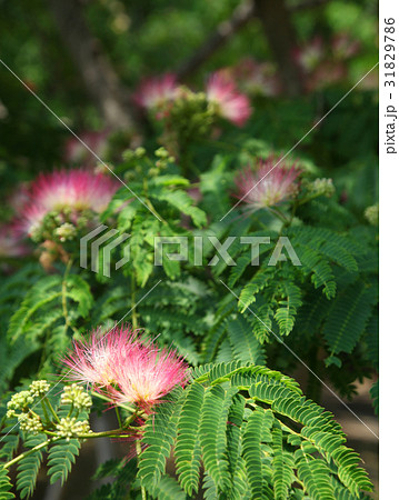 大阪市立長居植物園 ネムノキ 大阪市立長居植物園 ネムノキ 31829786