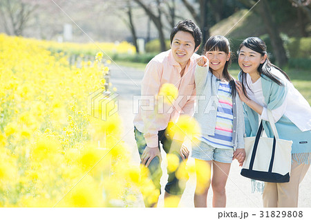 菜の花と笑顔のファミリー 31829808