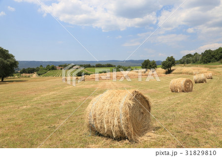 プロヴァンス地方田園風景 31829810
