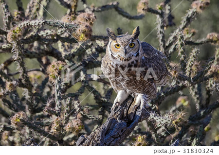 Great Horned Owl Great Horned Owl 31830324