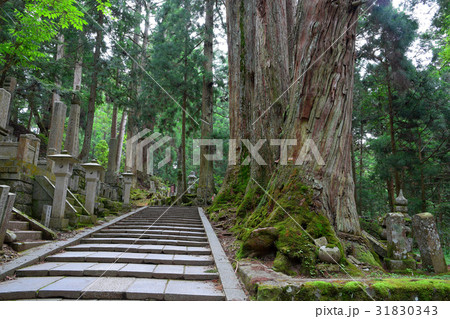 高野山　奥の院参道 31830343