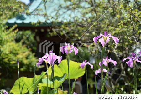 光則寺の菖蒲 31830367