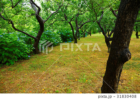 郷土の森公園の梅林と紫陽花 郷土の森公園の梅林と紫陽花 31830408