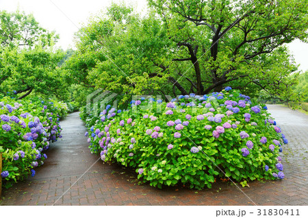 郷土の森公園のあじさいの小路と梅林 郷土の森公園のあじさいの小路と梅林 31830411