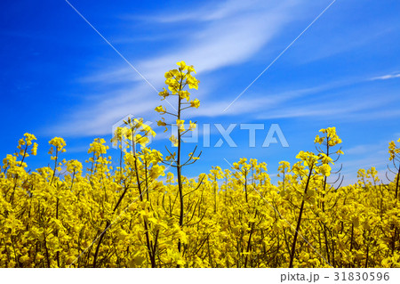 Yellow rape seeds Yellow rape seeds 31830596