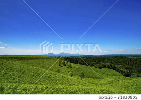 産山村　ヒゴタイ公園 31830905