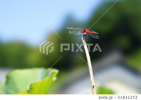 赤とんぼ 三室戸寺 STFレンズ 赤とんぼ 三室戸寺 STFレンズ 31831253