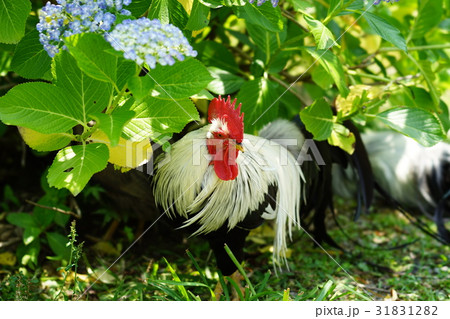 鶏と紫陽花　丹波あじさい寺　丹州観音寺 31831282