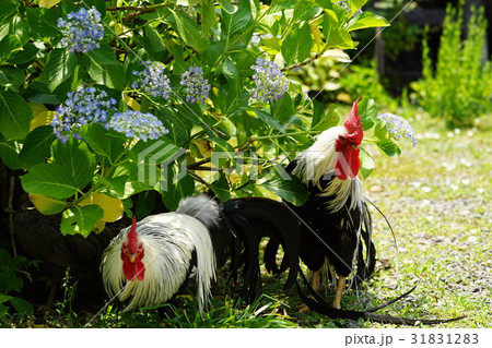 鶏と紫陽花　丹波あじさい寺　丹州観音寺 31831283