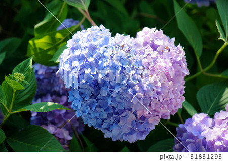 ハート紫陽花　丹波あじさい寺　丹州観音寺 31831293